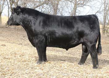 clean up bull has a couple of the top bulls in the sale.