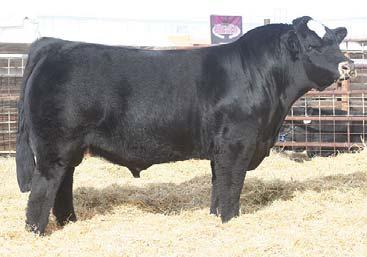 Simmental program. Great phenotype and great.