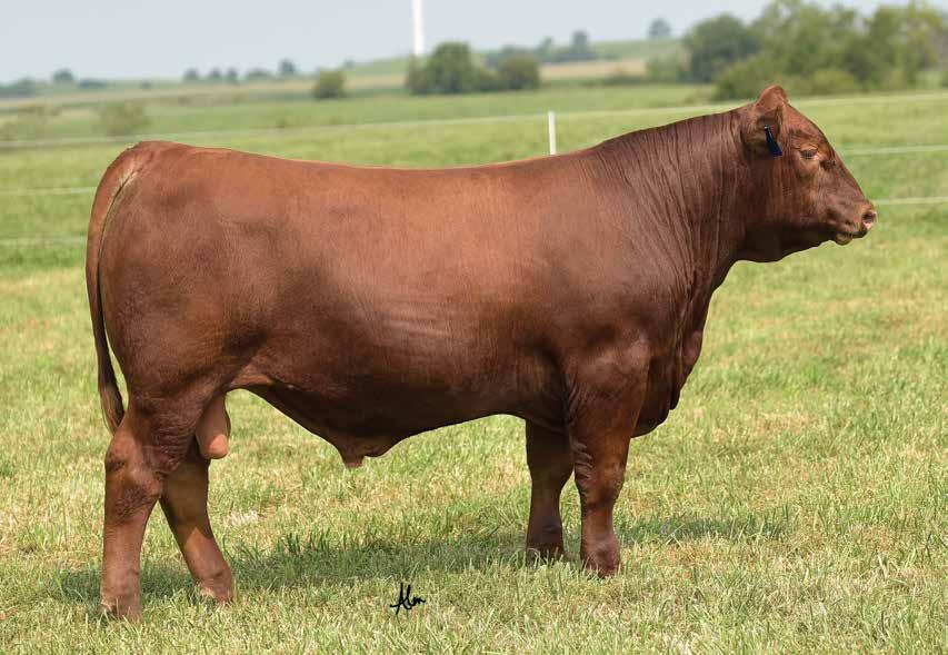 LOT 8 - LACY SAGA 090D Saga 090D is all bull. He is big, stout & as correct as they come. He is sired by Saga 1040Y & is out of a tremendous Gold Bar x Leading Edge daughters.