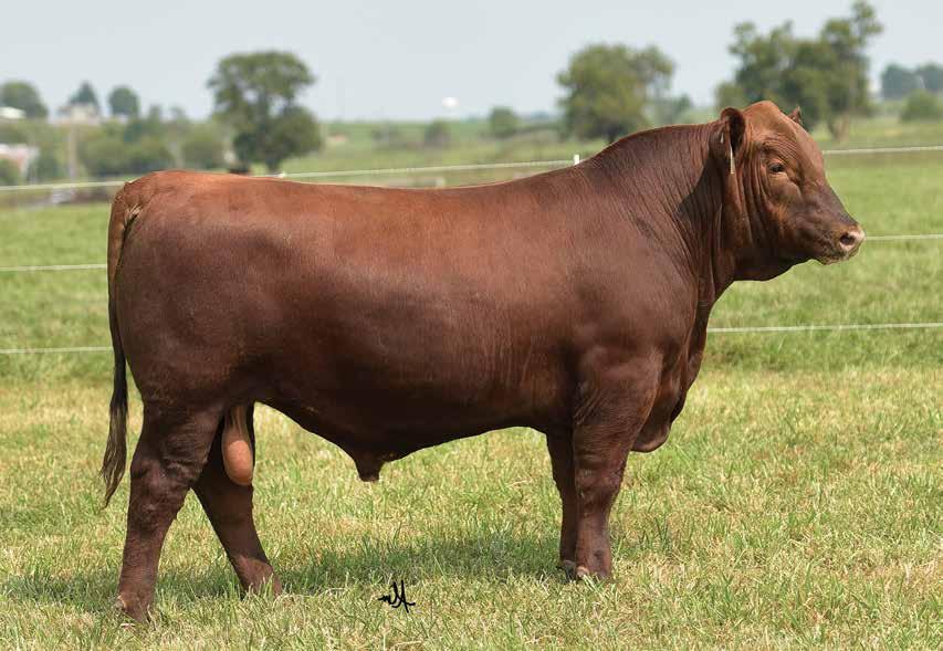 LOT 18 - LACY GROUND GAME 067D Ground Game has always been a standout. He is out of an outstanding Make Mimi daughter & sired by Beckton New Era. You study the bulls phenotype & stature.
