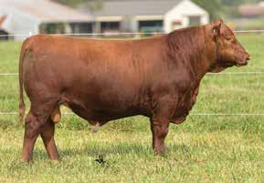 1 57 81 25-1 10 3 12 0.3-0.02 12-0.03-0.01 Here is a tremendous herd sire prospect that is fundamentally correct on his feet and legs, big centered, and thick ended! He is Show-Me Select qualified!