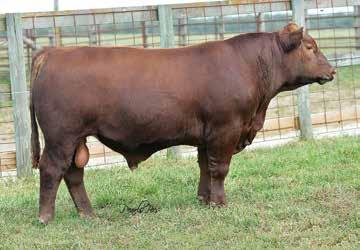 Performer will sire moderate framed, big hipped cattle with lots of style & eye appeal. His daughters should be the cattleman s kind; easy fleshing cows with beautiful udders.