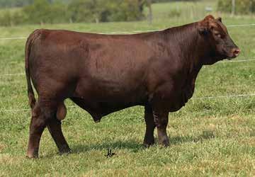17 29-0.04 0.03 042D is a powerhouse of a bull! He is dark red, big topped, thick ended, and functional on his feet and legs. Tremendous cow families back this bull!