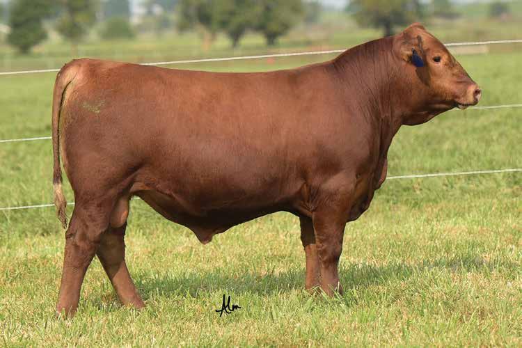 FALL YEARLING BULLS LOT 33 33 LACY GOLD BAR 1120 RHRA Z-LINE LC 043 536R 5L SIGNATURE 5615 LACY RUBY 7097 LACY MS CHEROKEE 70M LACY GOLD BAR 1120 116D 34 LACY GOLD BAR 1120 112D DOB: 9/17/16 Reg: