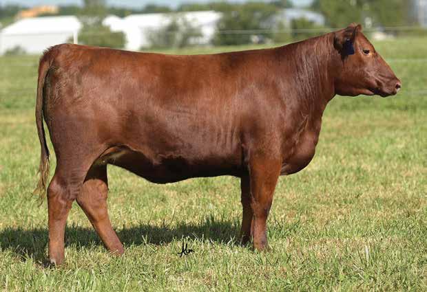 15 0.02 LOT 50 009D is a deep/dark cherry red heifer that is as correct as they come. She is a paternal sister to our great young herdsire LACY Foundation 448. Her EPD s are as balanced as they come.