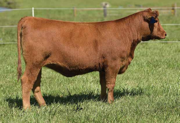 OPEN HEIFERS LOT 56 56 VGW JUSTICE 614 FRITZ JUSTICE 8013 FRITZ CHRIS 6047 LACY MS CHEROKEE 102M LACY MIS ANNIE 125K LACY MS ANNIE 102M 139D DOB: 10/1/16 Reg: 3590748 Tattoo: 139D BUF CRK PATRIOT