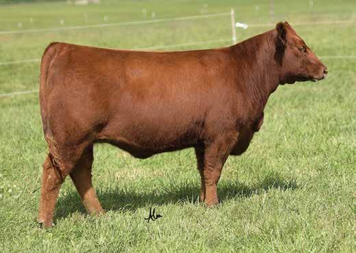 OPEN HEIFERS LOT 58 048D is a very stylish Right Kind U199 daughter that goes back to one of our favorite donor cows. Marie 8190. You run down her EPD s & you ll find nothing extreme.