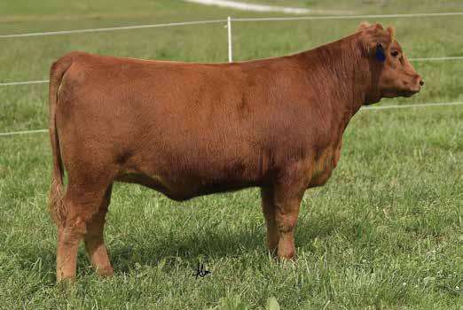 29 0 Verdale 0235 074D is an ET who s flush mate was crowned Grand Champion RA Female at the 2017 MO State Fair & won her class at the 2017 National Red Angus Show.