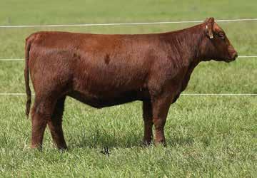 28 0 This Signature sired female is out of a tremendous Gold Bar daughter. 119D is bold in her rib design, sound structured, and has the economically important traits in which we select for!