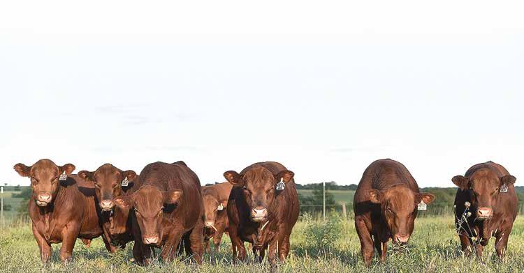 PROPER MANAGEMENT OF YEARLING BULLS INTRODUCTION Yearling bulls represent a large commitment to beef operations.