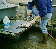 Handling Isolated Animals Do chores to handle isolated animals last Wash hands, boots, use clean clothing