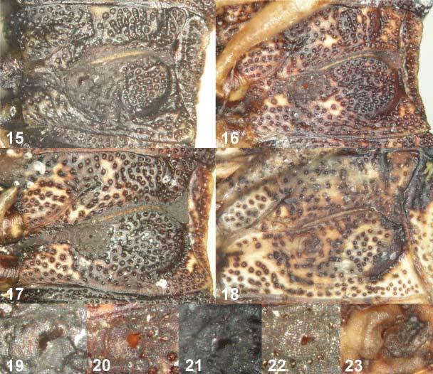Acta Entomologica Musei Nationalis Pragae, 48(2), 2008 555 Figs. 15-23. 15-18 meso- and metapleuron (magnfication 63 ); 19-23 metathoracic scent gland auricle (90 ).