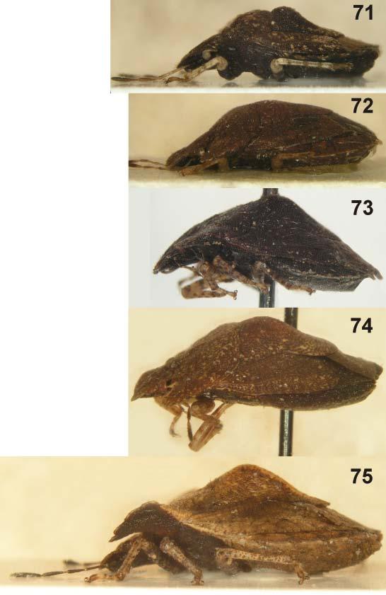 574 KMENT: A revision of the Madagascan genus Triplatyx (Pentatomidae) Figs. 71-75. Habitus of Triplatyx species, lateral view. 71 Triplatyx bilobatus Cachan, 1952 (, Isalo NP); 72 T.