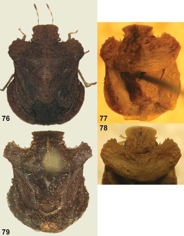 Acta Entomologica Musei Nationalis Pragae, 48(2), 2008 575 Figs. 76-79. Habitus of Triplatyx species.