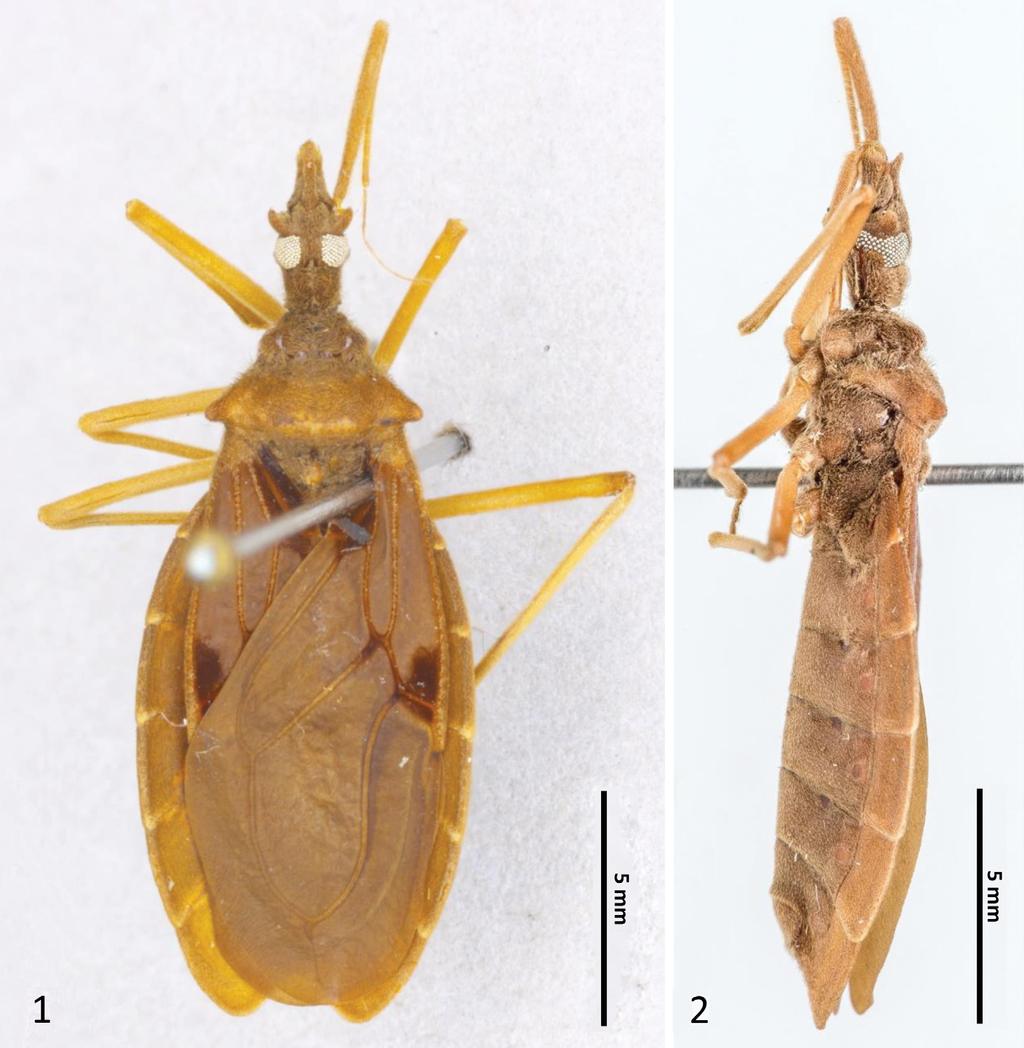 Acta Entomologica Musei Nationalis Pragae, 56(1), 2016 41 Figs 1 2. Habitus images of Redeicephala taylori gen. & sp. nov. 1 dorsal view; 2 lateral view. Vestiture.