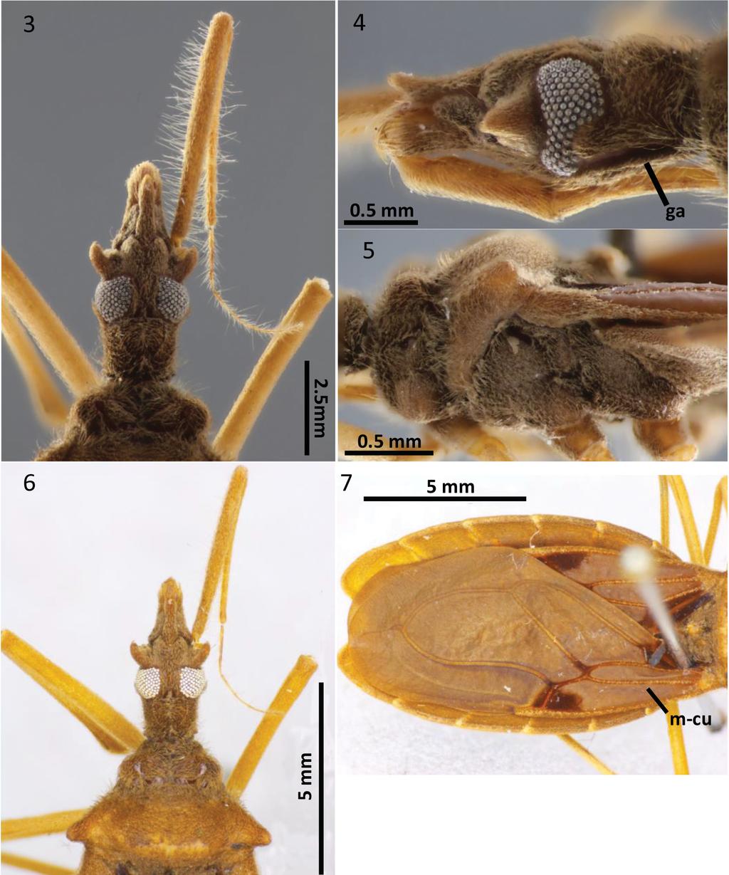 Acta Entomologica Musei Nationalis Pragae, 56(1), 2016 43 Figs 3 7. Close up habitus images of Redeicephala taylori gen. & sp. nov.