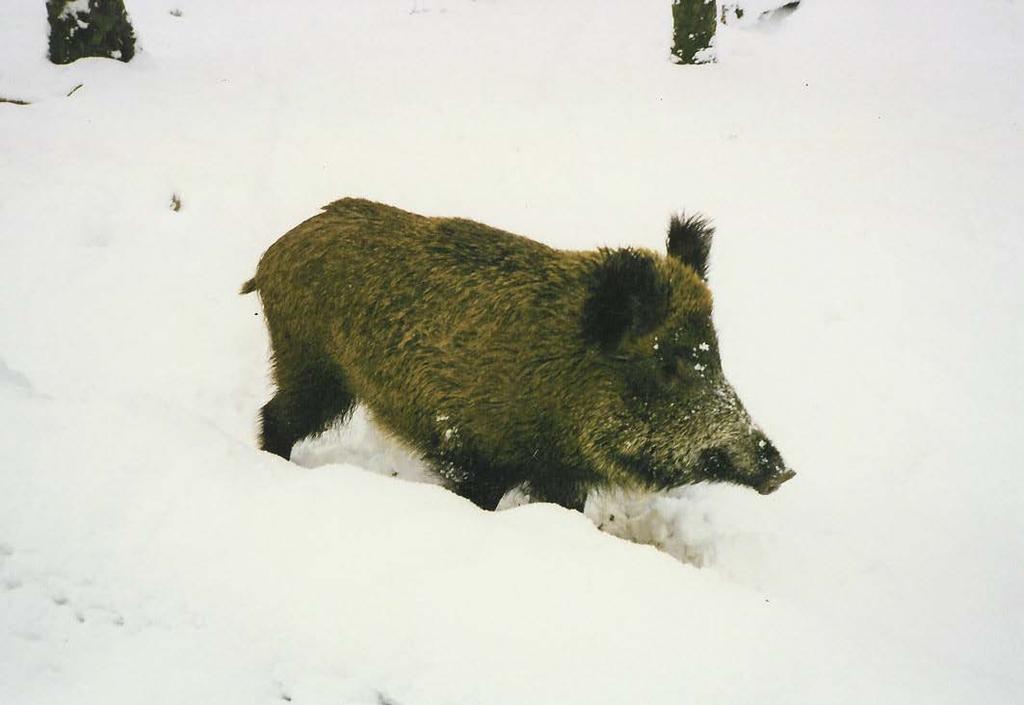 08g Wild Boar (Wildschwein/Schwarzwild) Breeding season (Rauschzeit): December/January Gestation period: 3 month, 3 weeks, 3 days Young are born: March-April (3-9) Teeth: 44 Males 6 years +: Keiler,