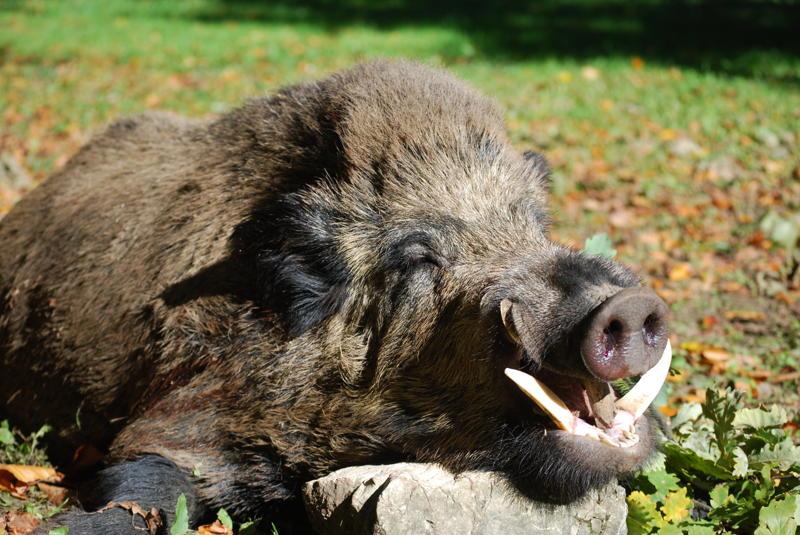 The color of the boar varies greatly, consisting of color ranges from silver grey to straw yellow, with the majority of the animals being light or red-brown to black.