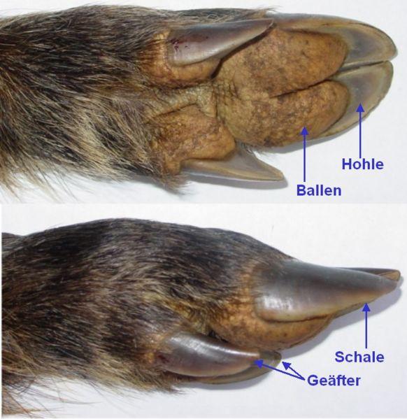 Each foot consists of a cloven hoof, split into two front toes. Unlike deer, the false hooves (Geäfter) are lower to the ground and add to the boar s traction.