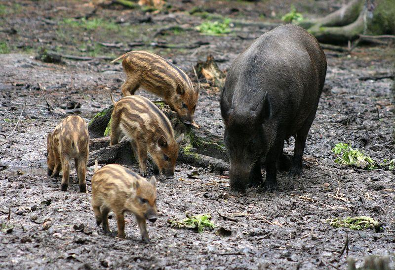 Wild boar Rotte live in mixed forests, near swamps or moist areas.
