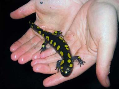 Forest Amphibians: Salamanders Spotted salamander Ambystoma