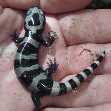 near Forest Amphibians: Salamanders Marbled salamander
