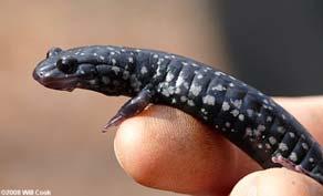 Forest Amphibians: Salamanders