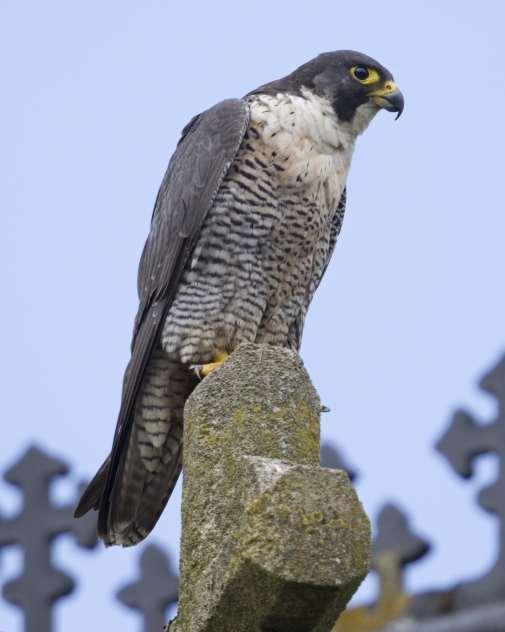 PEREGRINE FALCONS Guidelines on Urban Nest Sites and the Law Based on a document