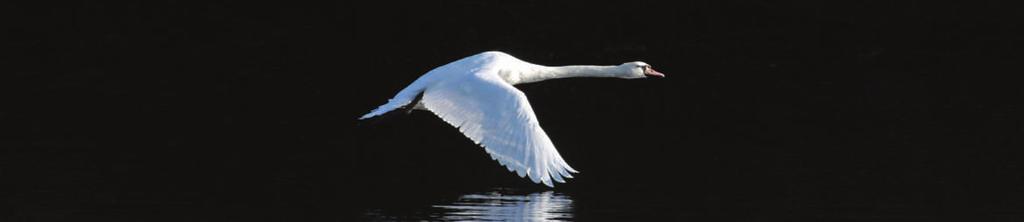 Facts About Swans The full name is Mute Swan; the scientific name is Cygnus Olor. Whooper and Bewick s Swans also occur in the UK, but usually only in winter.