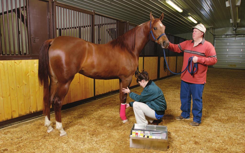 His horse has cut its leg. Dr. Kip packs her medical kit.