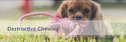 Destructive Chewing Controlling the destructive chewing propensities of a puppy or untrained dog is of utmost importance for most owners.