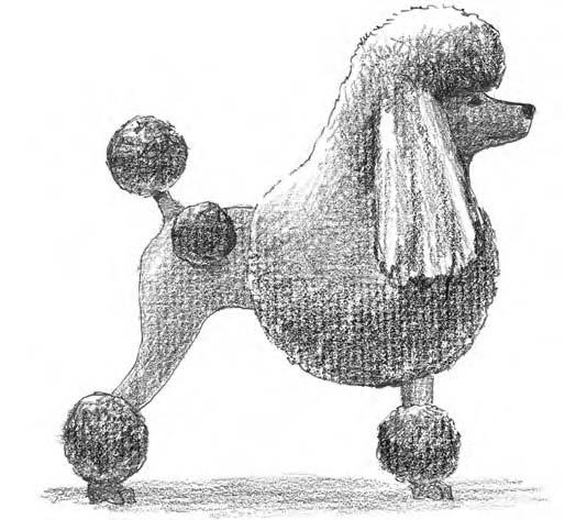 110 Part II: Living Happily with Your Poodle The continental clip The continental clip is the clip most people think of when they think Poodle.