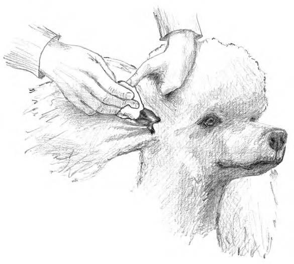 Chapter 8: Keeping Your Poodle Clean and Attractive 117 Figure 8-9: Hold your Poodle s flap out of the way for cleaning and hair removal. Look into your dog s ears.