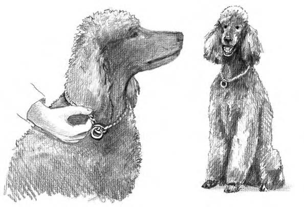 140 Part III: Training and Having Fun with Your Poodle Pal All this advice is doubly true for training collars (also called slip collars).