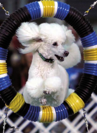 This Poodle selects an object during an obedience
