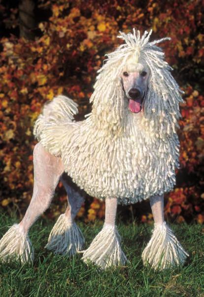 For a striking look, you can keep your Poodle s coat