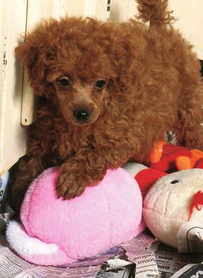 ISABELLE FRANCAIS Poodles love to play and