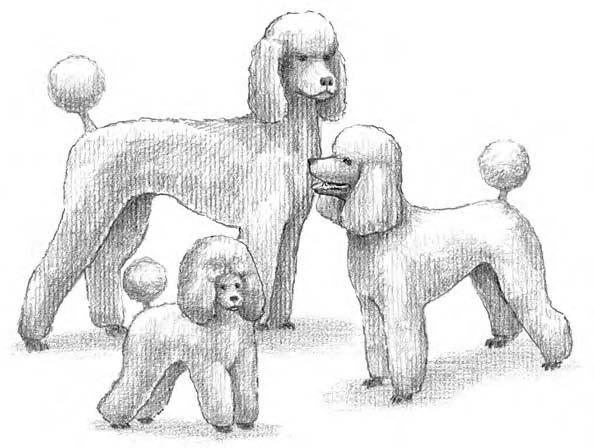 Chapter 2: Unwrapping the Whole Poodle Package 19 Picturing a Poodle s Physical Traits and Personality The Poodle is considered one breed, with three varieties within the breed.