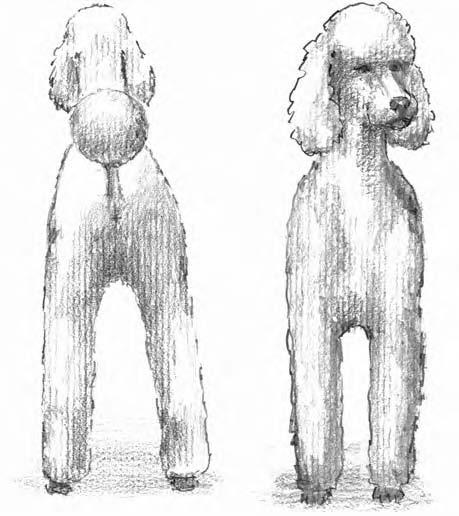 front and back of a Poodle.