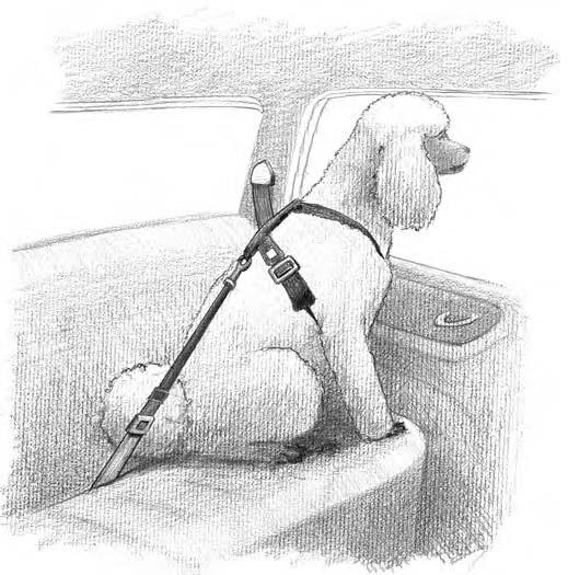Chapter 5: Preparing for Your Poodle s Homecoming 59 Many dog owners prefer a harness to a collar.