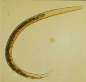 Dictyocaulus viviparous approximately 35x85 micrometers. They have ovoid shape and contain a fully developed L 1 Dictyocaulus larva (Janquera, 2014).
