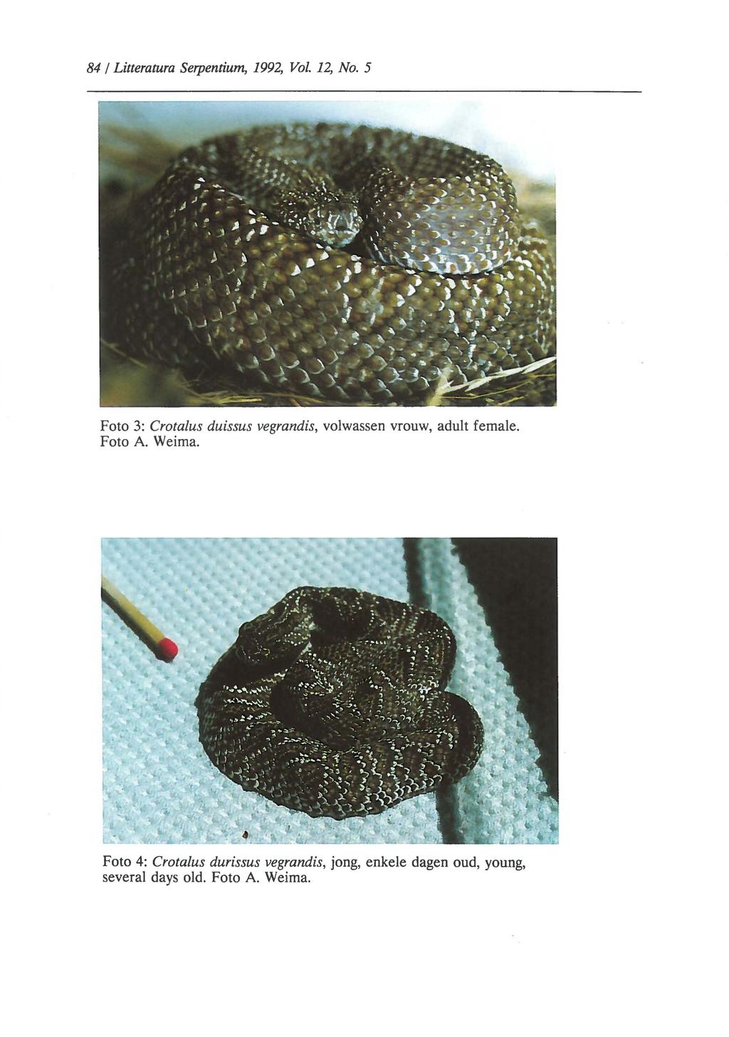 84 I Litteratura Serpentium, 1992, Vol. 12, No. 5 Foto 3: Crotalus duissus vegrandis, volwassen vrouw, adult female.