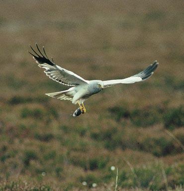 The male hen harrier is pale grey, giving it an almost ghostly appearance as it floats silently over the moors.