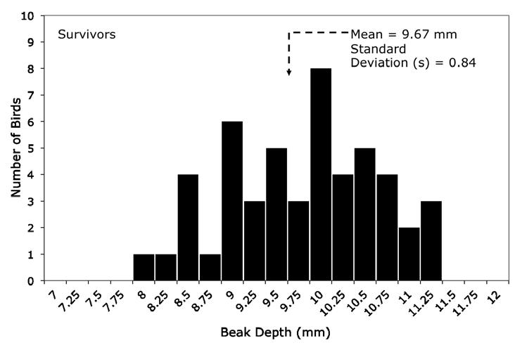 1. The two graphs above show the beak depths, measured in mm, of 100