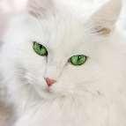albino whites.