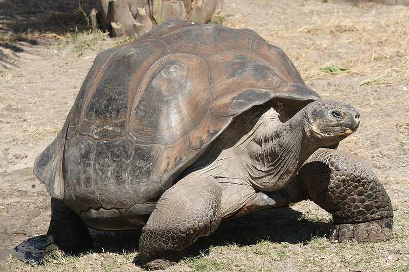 Galapagos tortoise, Geochelone nigra, is the world s largest tortoise and another Galapagaean endemic with at least a dozen subspecies.