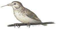 e. Bills range from finch-like (Geospiza) to warbler-like (Certhidea). f. Diets varied: Heavy-billed Geospiza specialize on seeds; Others eat seeds, insects, buds, flowers, pulp, etc.