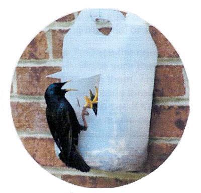 For replacing nests built in crevices, commonly used for house sparrows and starlings: 1) Obtain a large plastic jug, windshield-wiper fluid bottle, gallon-sized milk jug, or two-litter soda bottle