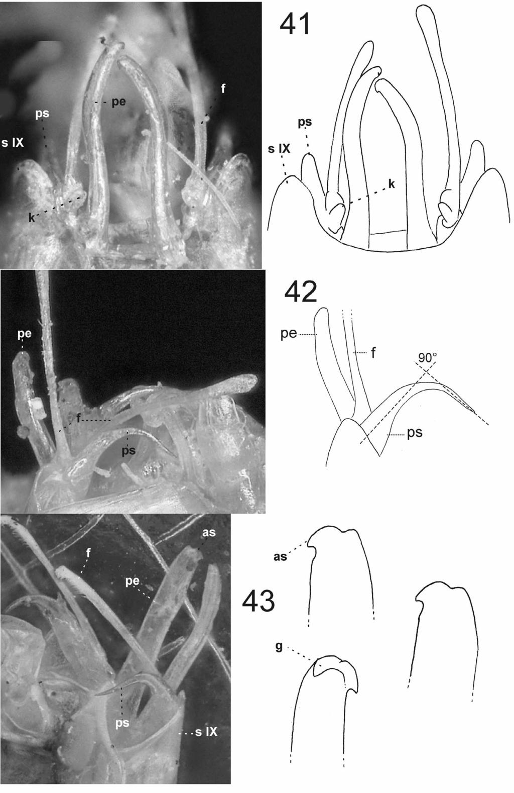 FIGURES 41 43. Tortopsis unguiculatus, type male genitalia, photographs and interpretations (line drawings).