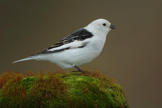 Feather wear, as in this Snow Bunting,